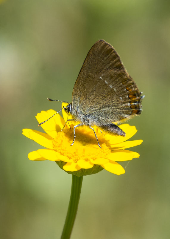 Lycaenidae - Satyrium acaciae